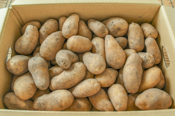 メークイン（M）箱10kg