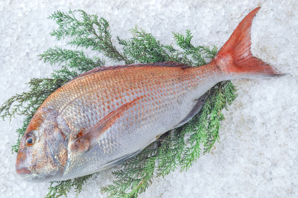 活〆マダイ（釣物）