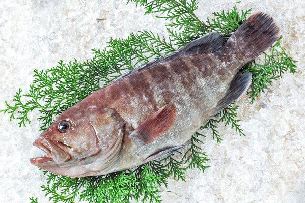 マハタ（釣物）