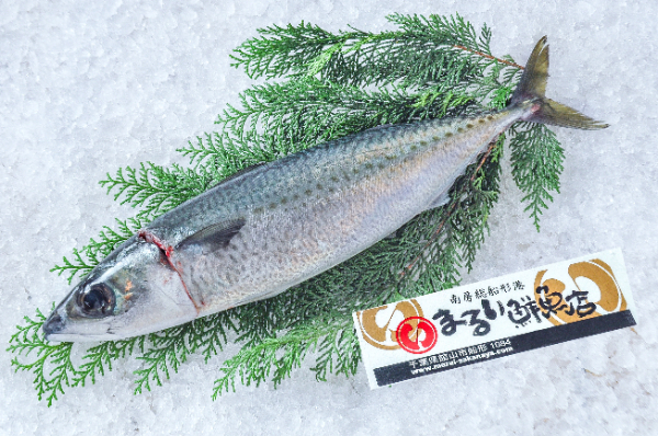 まるい鮮魚店　ゴマサバ（千葉県館山市船形産）