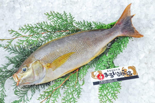 まるい鮮魚店　イサキ（千葉県館山市船形産）