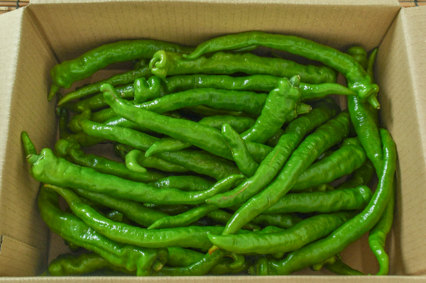 伏見とうがらし（L）（秀）箱1kg