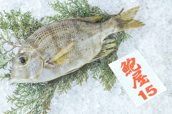 メイチダイ（定置網）