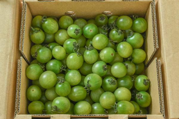 サングリーン（小）箱1kg