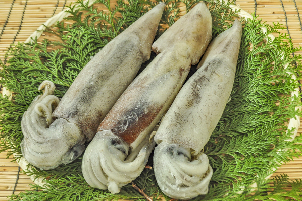 するめいか 丸物15キロ するめいか 丸物15キロ するめいか 丸物15