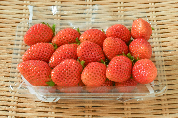 やよいひめ（L）