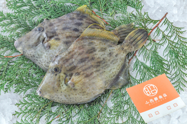 小西鮮魚店　カワハギ（北海道函館産）