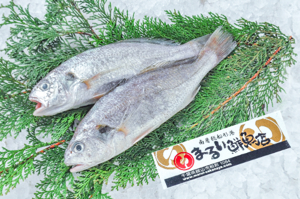 まるい鮮魚店　イシモチ（シログチ）（千葉県館山市船形産）