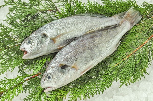 イシモチ 底曳網 3尾パック 八面六臂