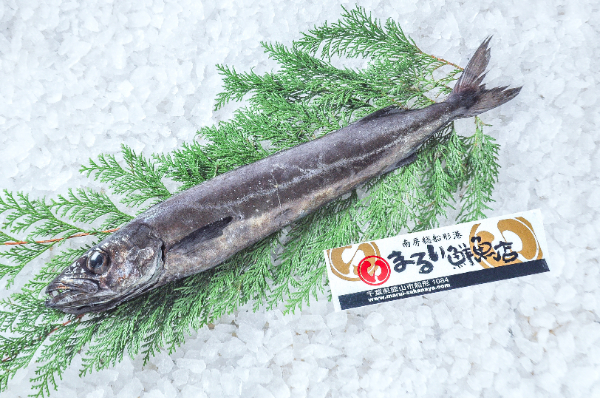 まるい鮮魚店　クロシビカマス（千葉県館山市船形産）