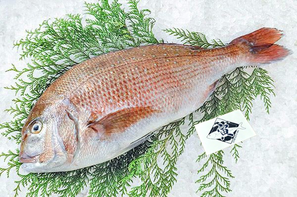 TORAYA