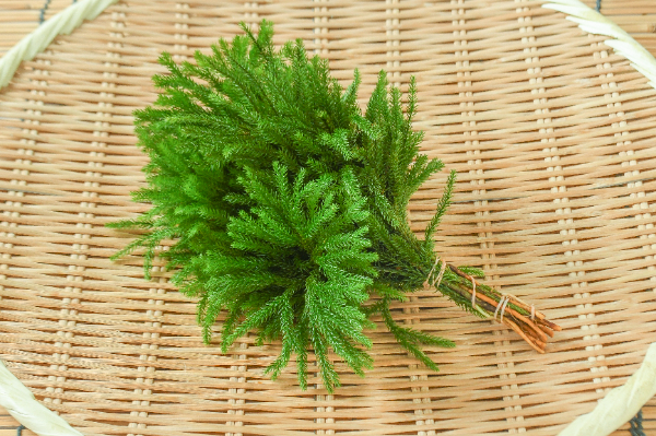 立桂（タチカツラ）