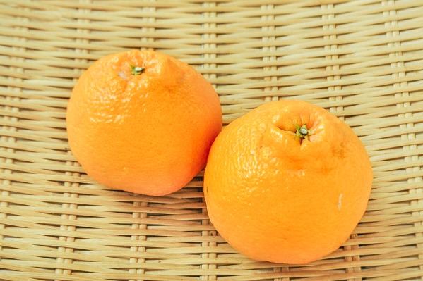 トップオレンジ（不知火）（18玉サイズ）