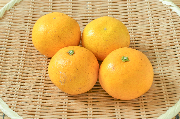 八朔（はっさく）（M） 【業務用食材の仕入れなら八面六臂】