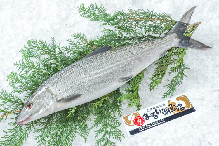 ソトイワシ 【業務用食材の仕入れなら八面六臂】
