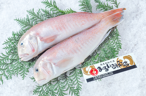 まるい鮮魚店　シロアマダイ（千葉県館山市船形産）