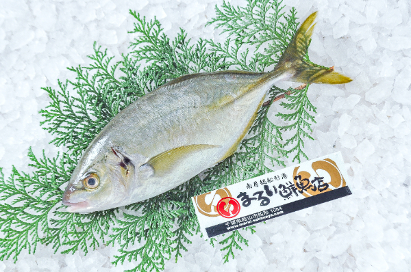 シマアジ（定置網）