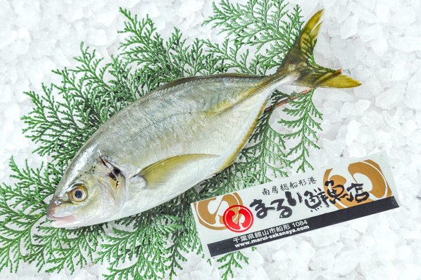 まるい鮮魚店　シマアジ（千葉県館山市船形産）