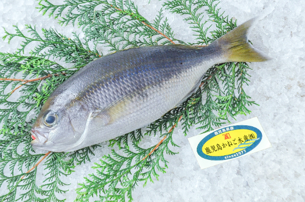 鹿児島かねご水産　アオダイ（鹿児島県産）