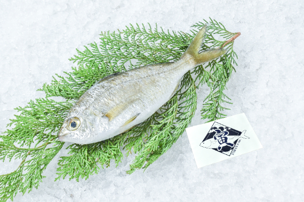 ダイミョウサギ（巻網）