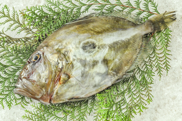 マトウダイ 釣物 八面六臂