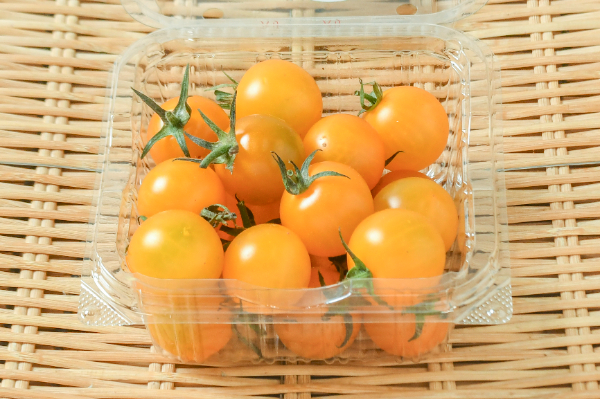 黄色　マイクロトマト　1本　抜き苗 マイクロトマト（黄） 【業務用食材の仕入れなら八面六臂】