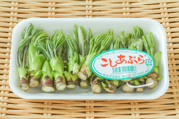 こしあぶら（M）