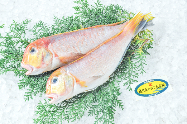 鹿児島かねご水産　キアマダイ（鹿児島県産）