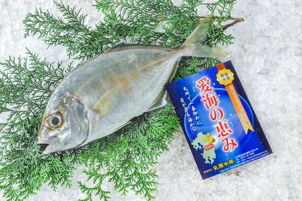 愛海の恵み（丸昌水産）　カイワリ（定置網）400-500gr（大分県佐伯産）