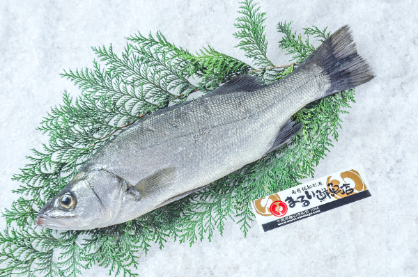 まるい鮮魚店　ヒラスズキ（千葉県館山市船形産）