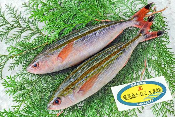 姫野明宏作【日本画】ぐるくん※沖縄の県魚、和名タカサゴ