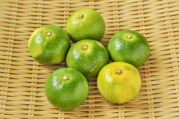 極早生みかん M 八面六臂