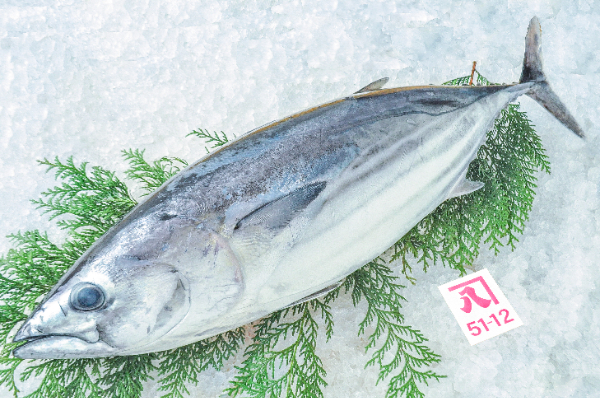 かねはち　カツオ（静岡県沼津産）