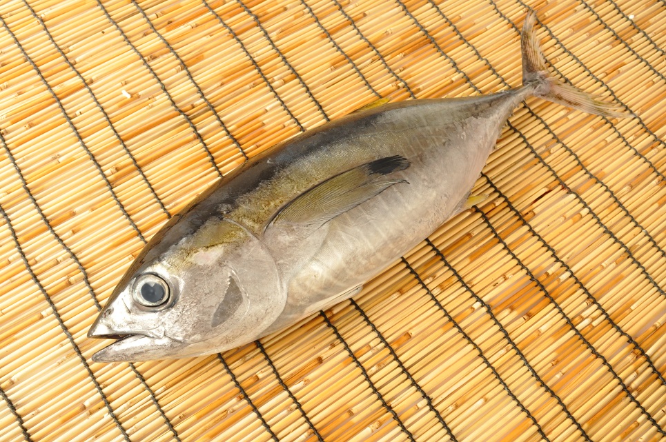 天然生メバチマグロ 釣物 八面六臂