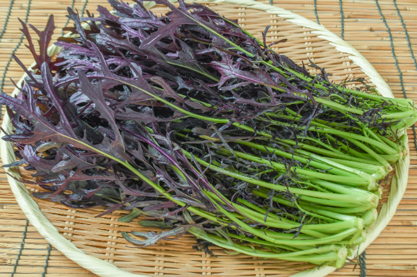 からし菜 【業務用食材の仕入れなら八面六臂】