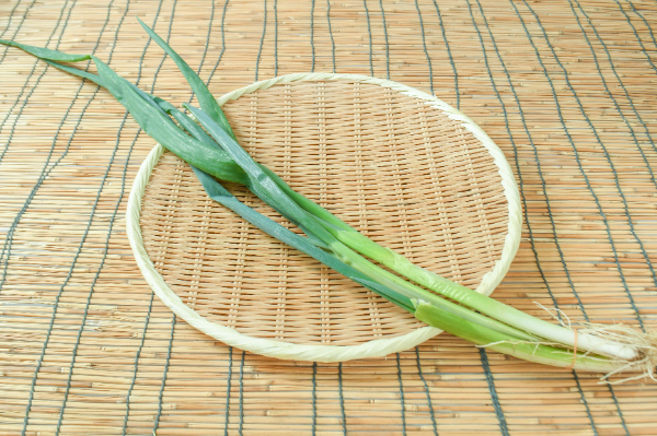 松代一本ねぎ（信州伝統野菜） 【業務用食材の仕入れなら八面六臂】