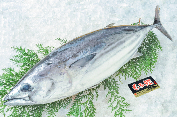 もち鰹（釣物）（腹抜き）