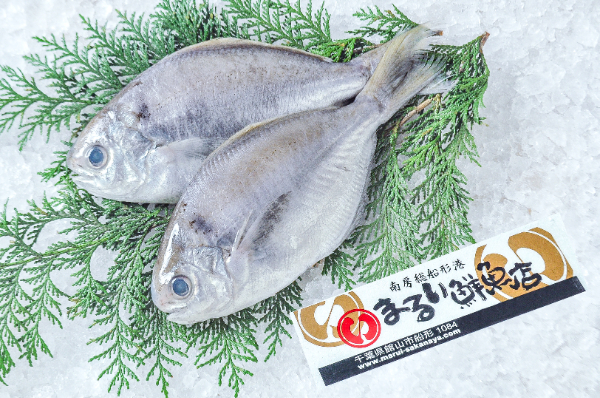 まるい鮮魚店　エボダイ（イボダイ）（千葉県館山市船形産）