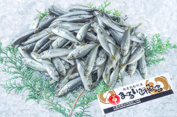 まるい鮮魚店　豆アジ 1kg（千葉県館山市船形産）