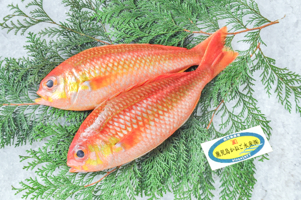 鹿児島かねご水産　アカタマガシラ（鹿児島県産）