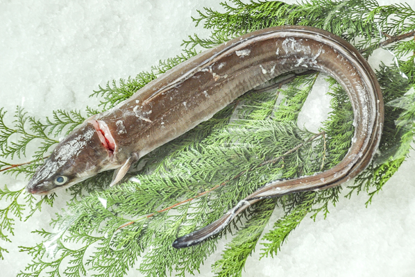 マアナゴ 八面六臂