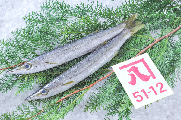 かねはち　アカカマス（静岡県沼津産）