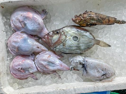 TORAYA　鮮魚BOX　20240209