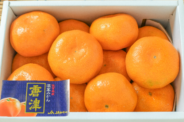 トップオレンジ（不知火）（20玉サイズ） 【業務用食材の仕入れなら
