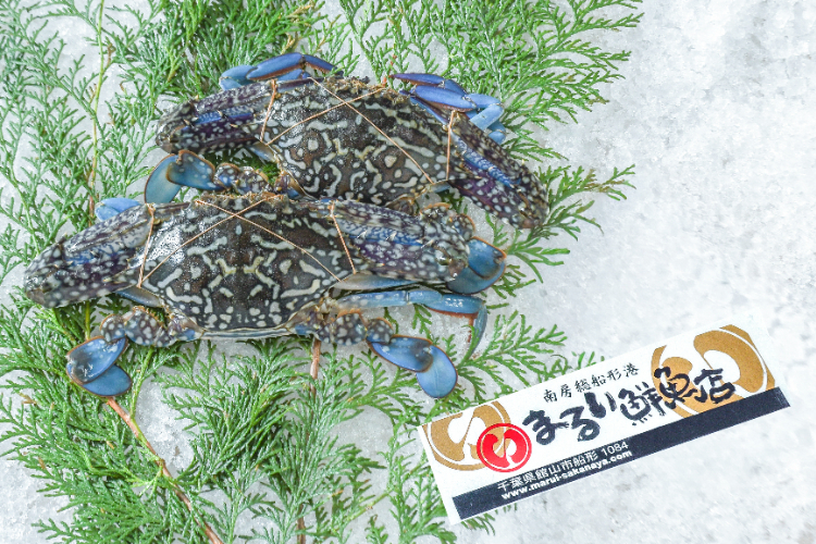 トゲノコギリガザミ（どうまん蟹）（メス） 【業務用食材の仕入れなら