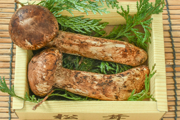 松茸　箱2玉入