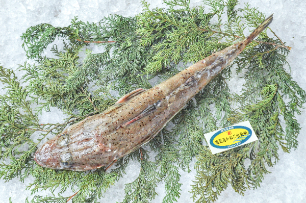 鹿児島かねご水産　ワニゴチ（鹿児島県産）