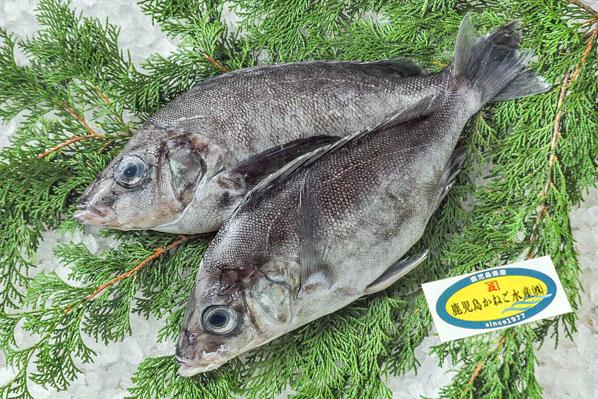 鹿児島かねご水産　ツボダイ（鹿児島県産）