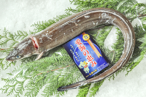 マアナゴ 八面六臂