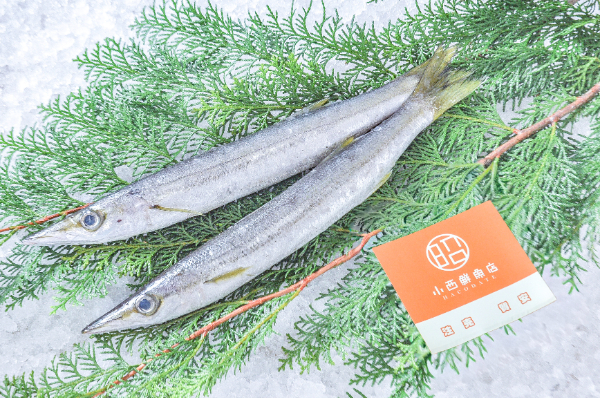 小西鮮魚店　アカカマス（北海道函館産）